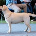 Snowbell Dog Show Suisse CAC BOB BIS