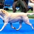 Snowbell Dog Show Suisse CAC BOB BIS