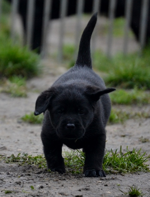 Chiot Labrador noir.