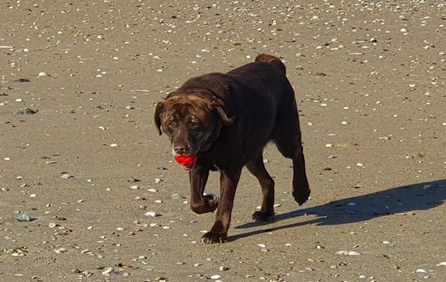 Lou plage de Normandie