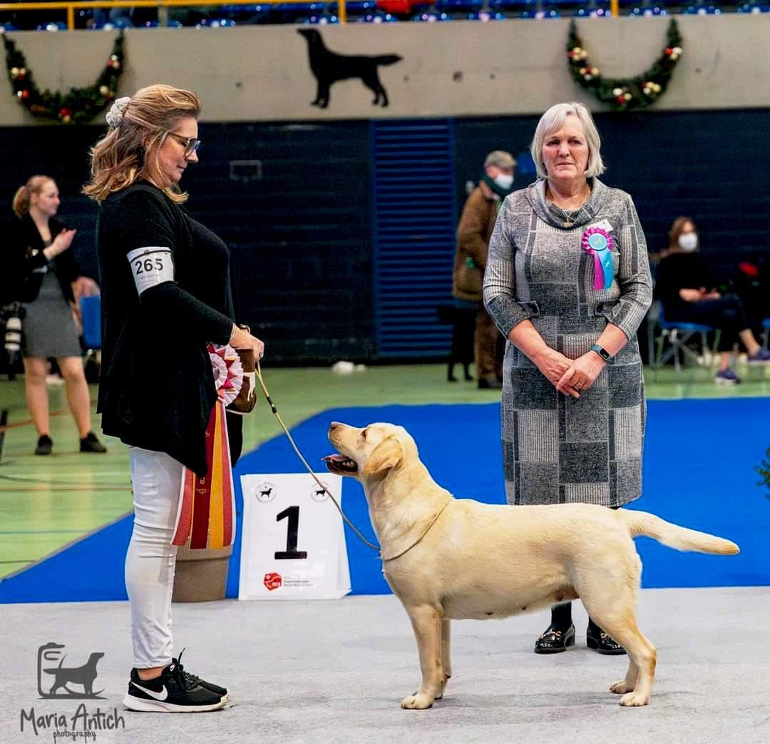 BIS - Retriever Club Show Olten - Suisse