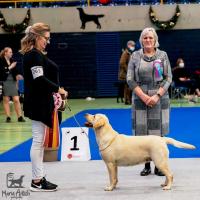 BIS - Retriever Club Show Olten - Suisse