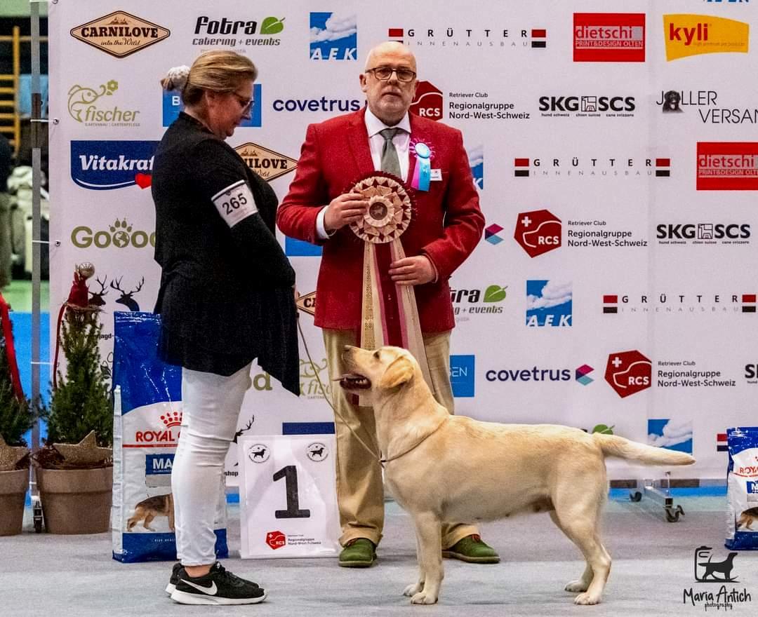 BIS - Retriever Club Show Olten - Suisse