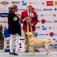 BIS - Retriever Club Show Olten - Suisse