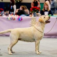 BIS - Retriever Club Show Olten - Suisse