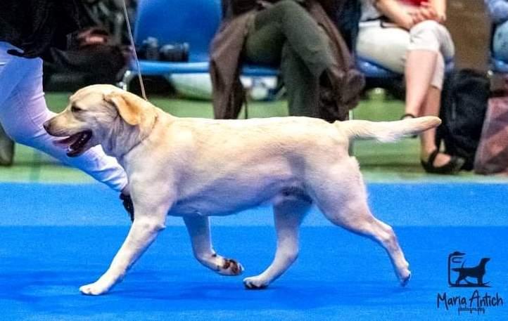 BIS - Retriever Club Show Olten - Suisse