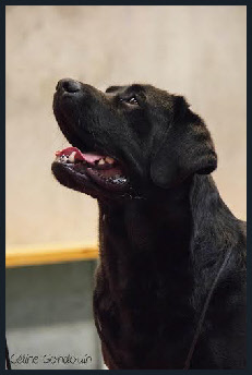 Labrador Retriever jeune mâle noir - Chili