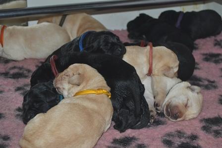 Chiots Labrador Retriever 1 semaine