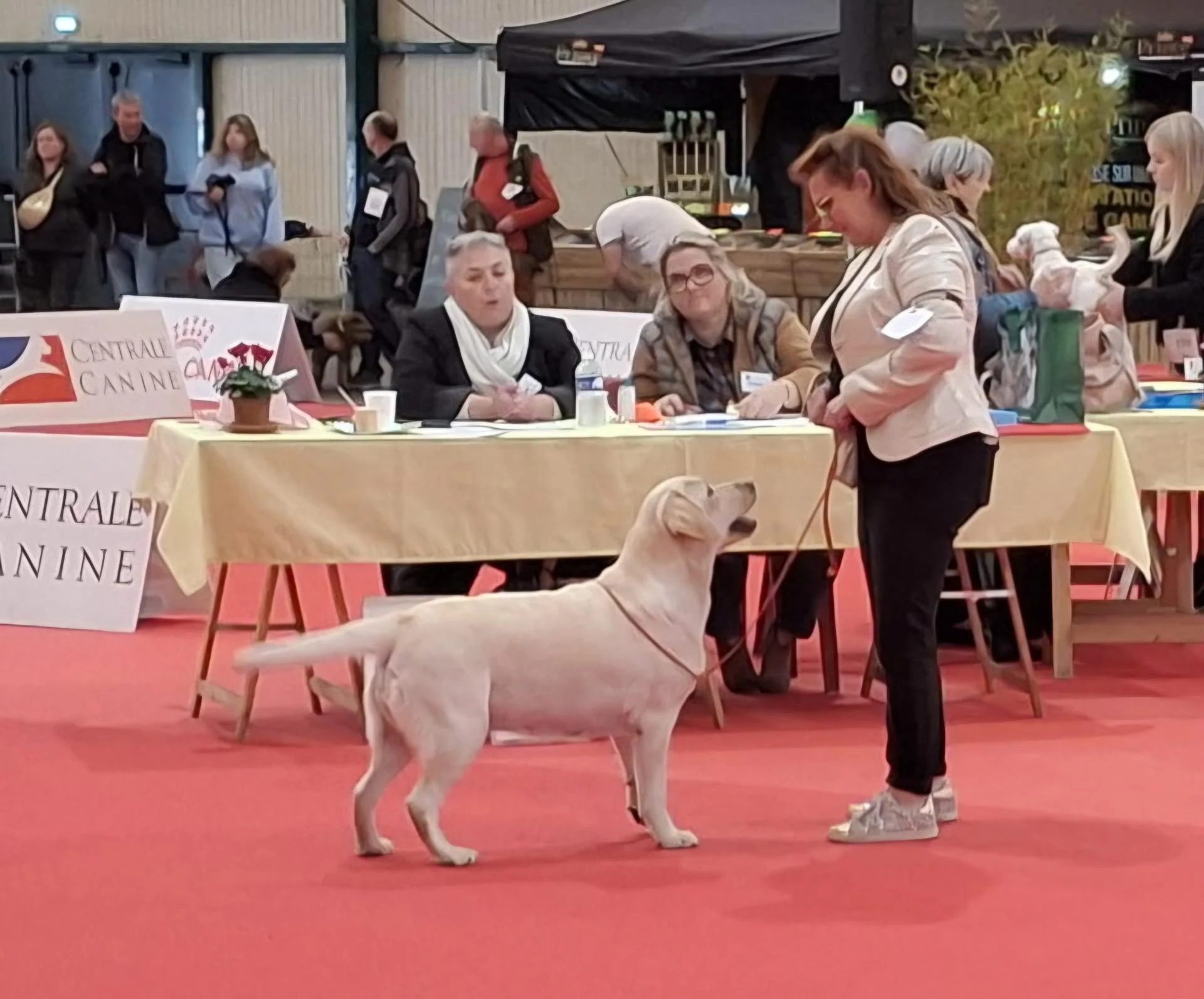 Snowbell Meilleure de race