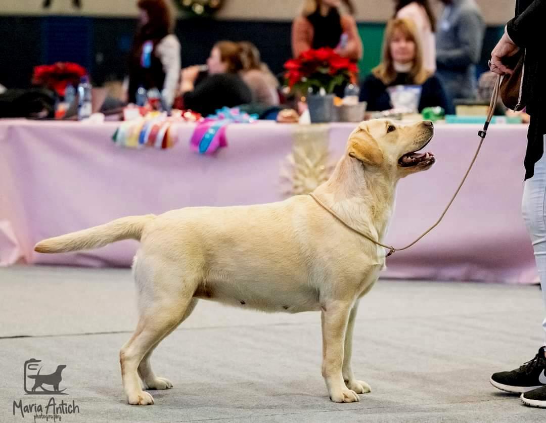 Snowbell Meilleure de Race Labrador