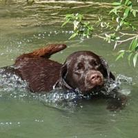 Tara dans le Gave de Pau.