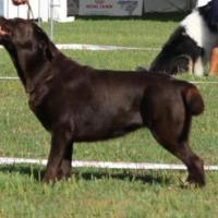 Tara CACS - Meilleur de Race Serres-Castet 2024.