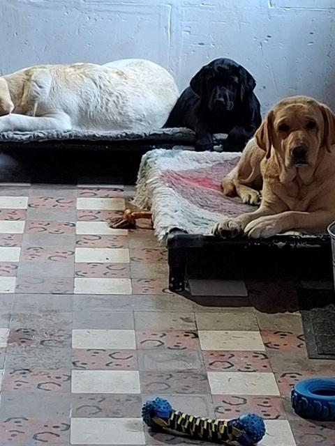 Willow 3,5 mois avec Maya et Snowbell