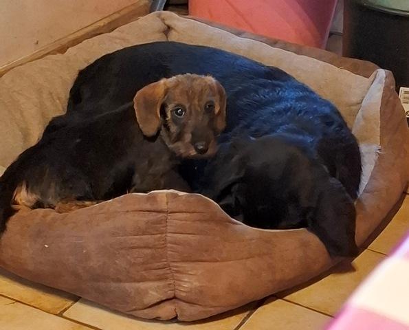 Willow 3 mois et sa copine teckel